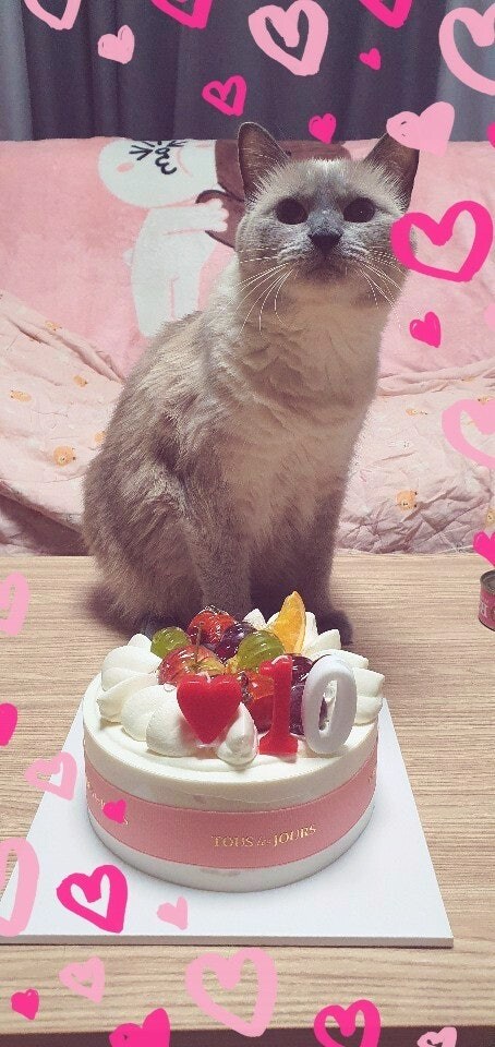 [오늘은 사랑이의 15살 생일입니다] (스압주)_86.jpg