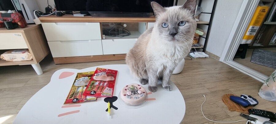 [오늘은 사랑이의 15살 생일입니다] (스압주)_91.jpg