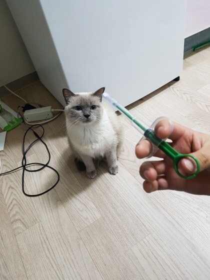 [오늘은 사랑이의 15살 생일입니다] (스압주)_84.jpg