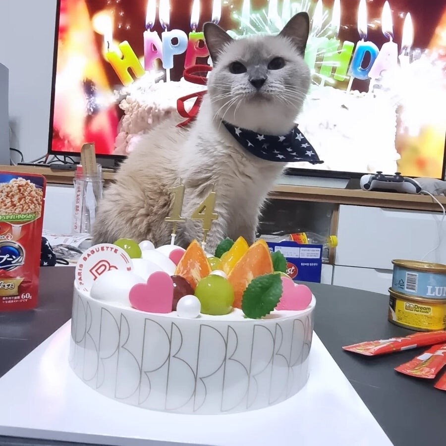 [오늘은 사랑이의 15살 생일입니다] (스압주)_102.jpg