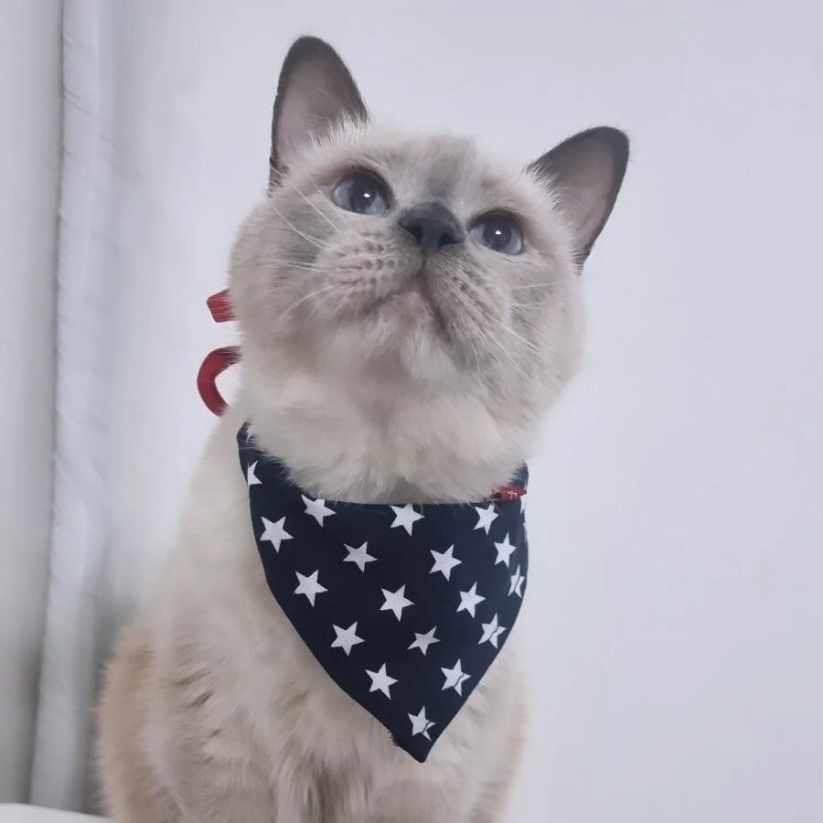 [오늘은 사랑이의 15살 생일입니다] (스압주)_105.jpg