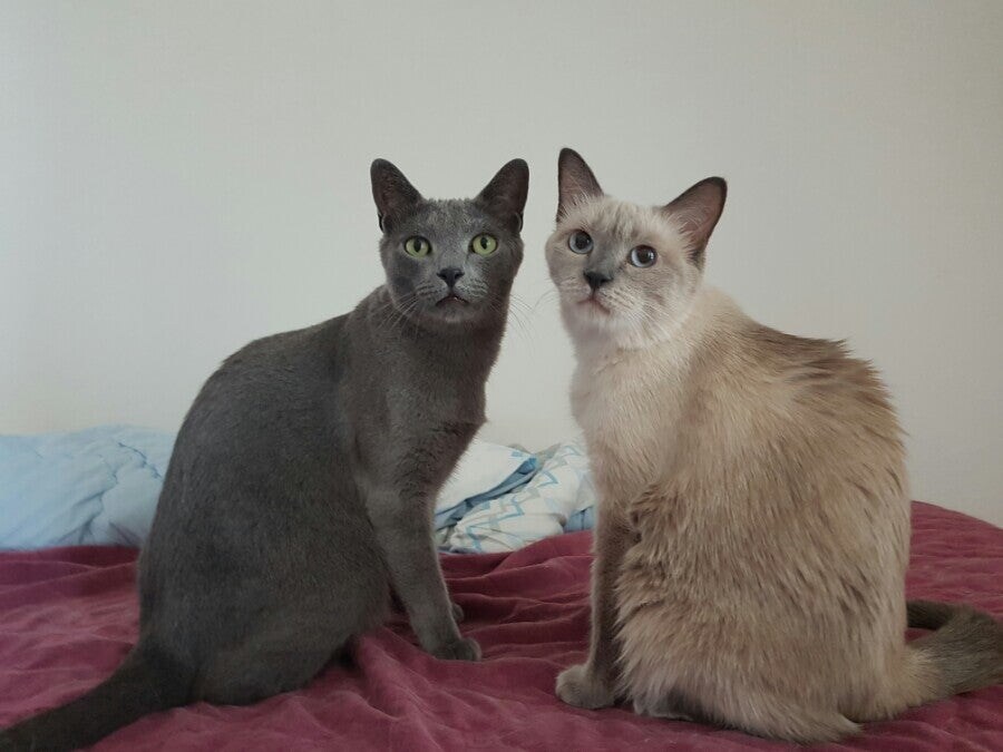 [오늘은 사랑이의 15살 생일입니다] (스압주)_107.jpg