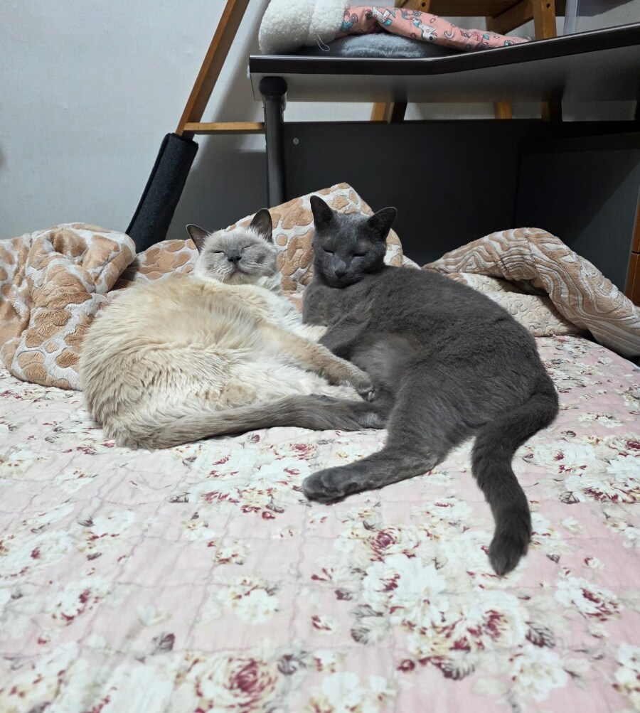 [오늘은 사랑이의 15살 생일입니다] (스압주)_114.jpg