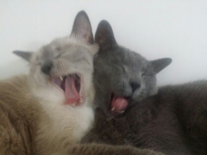 [오늘은 사랑이의 15살 생일입니다] (스압주)_67.jpg