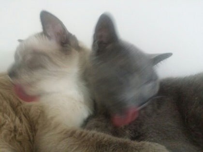 [오늘은 사랑이의 15살 생일입니다] (스압주)_69.jpg