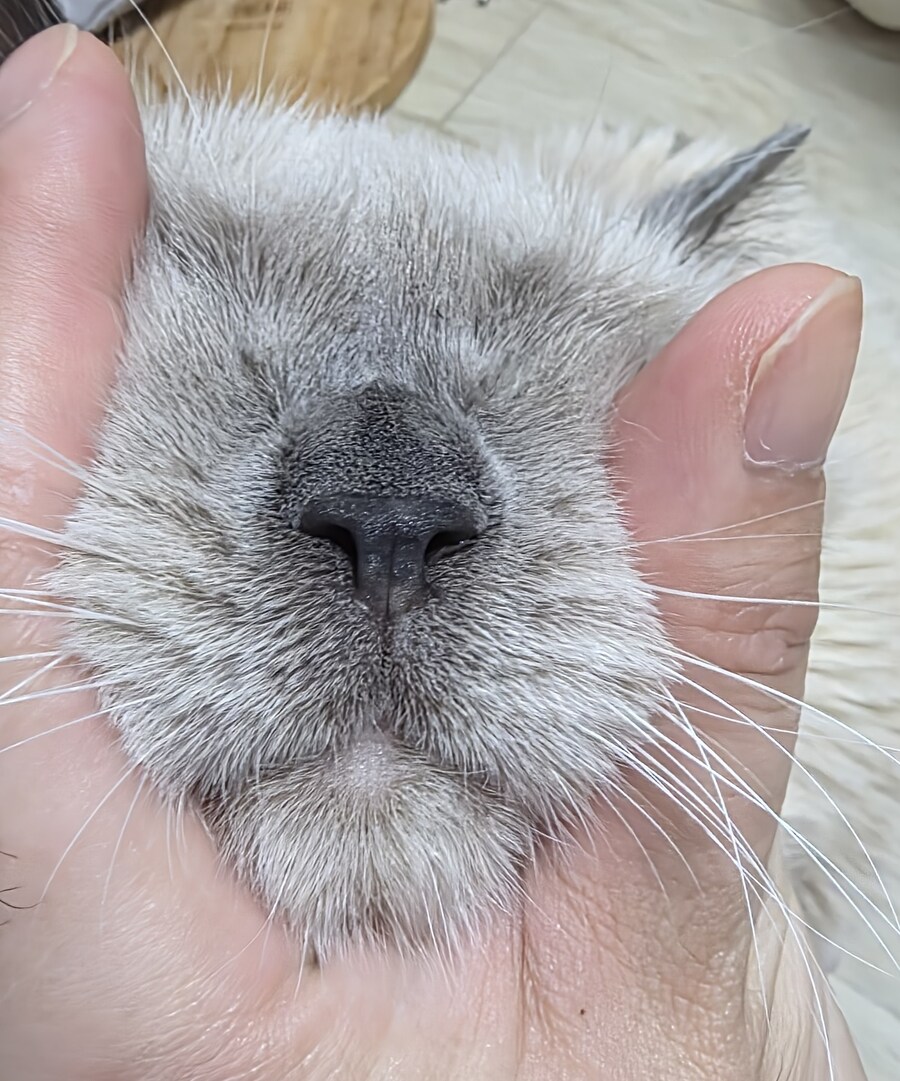 [오늘은 사랑이의 15살 생일입니다] (스압주)_115.jpg