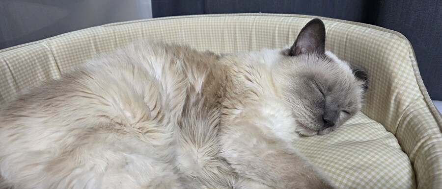 [오늘은 사랑이의 15살 생일입니다] (스압주)_118.jpg