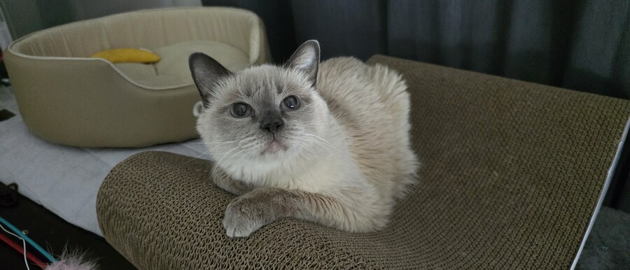 [오늘은 사랑이의 15살 생일입니다] (스압주)_124.jpg