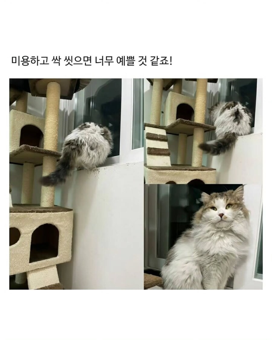 엄청난 덩치로 화제였떤 유기묘 근황.._3.jpg