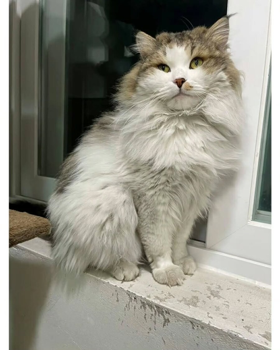 엄청난 덩치로 화제였떤 유기묘 근황.._4.jpg