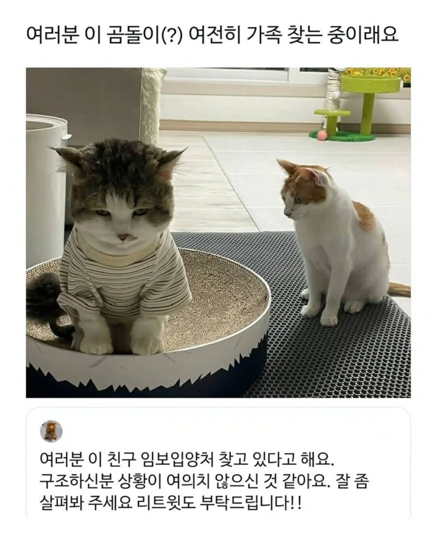 엄청난 덩치로 화제였떤 유기묘 근황.._5.jpg