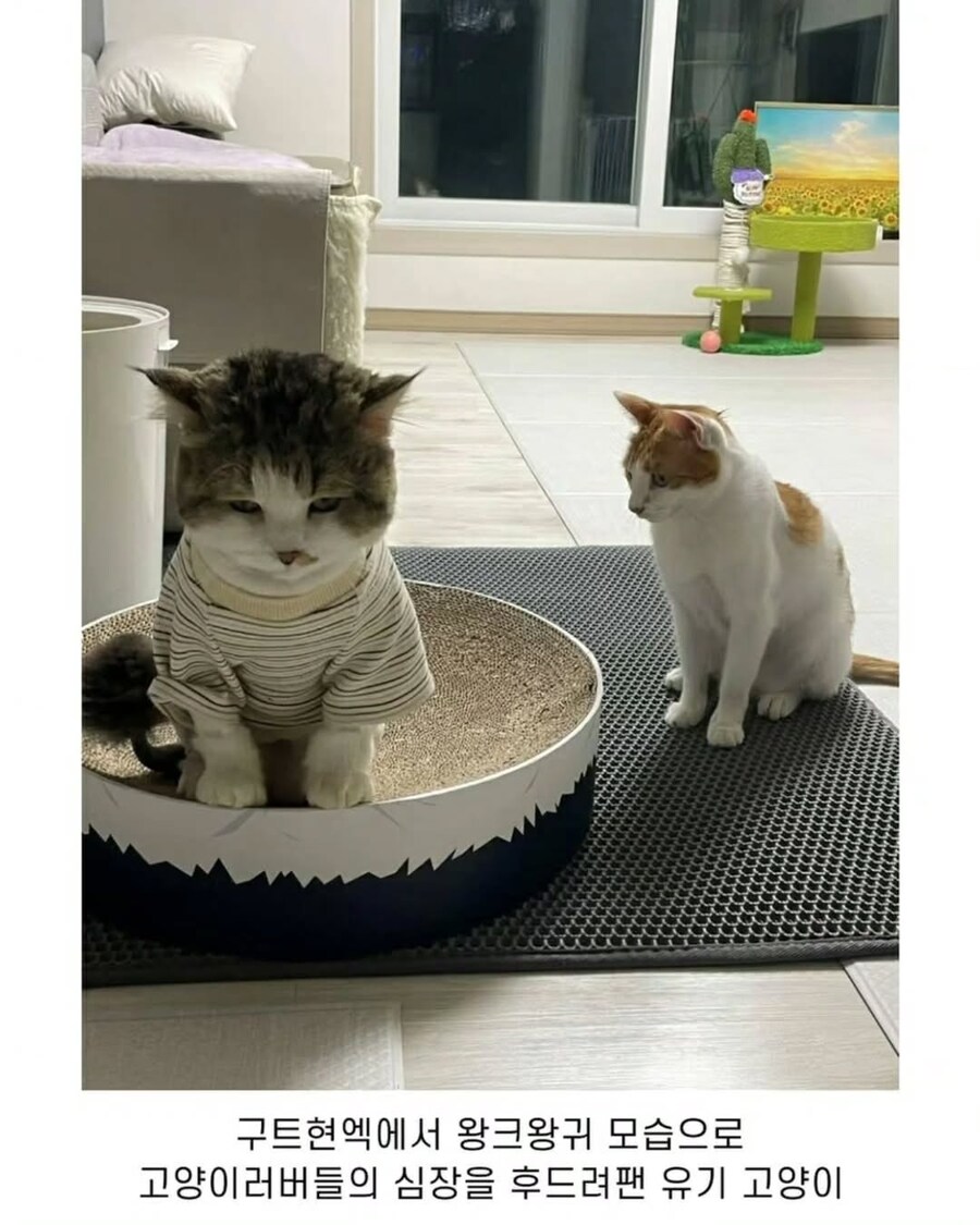 엄청난 덩치로 화제였떤 유기묘 근황.._6.jpg