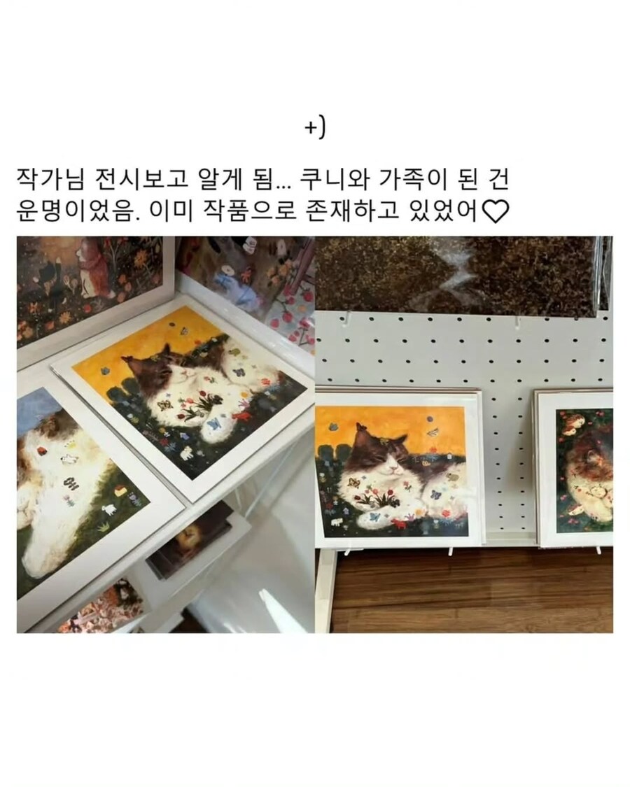 엄청난 덩치로 화제였떤 유기묘 근황.._11.jpg