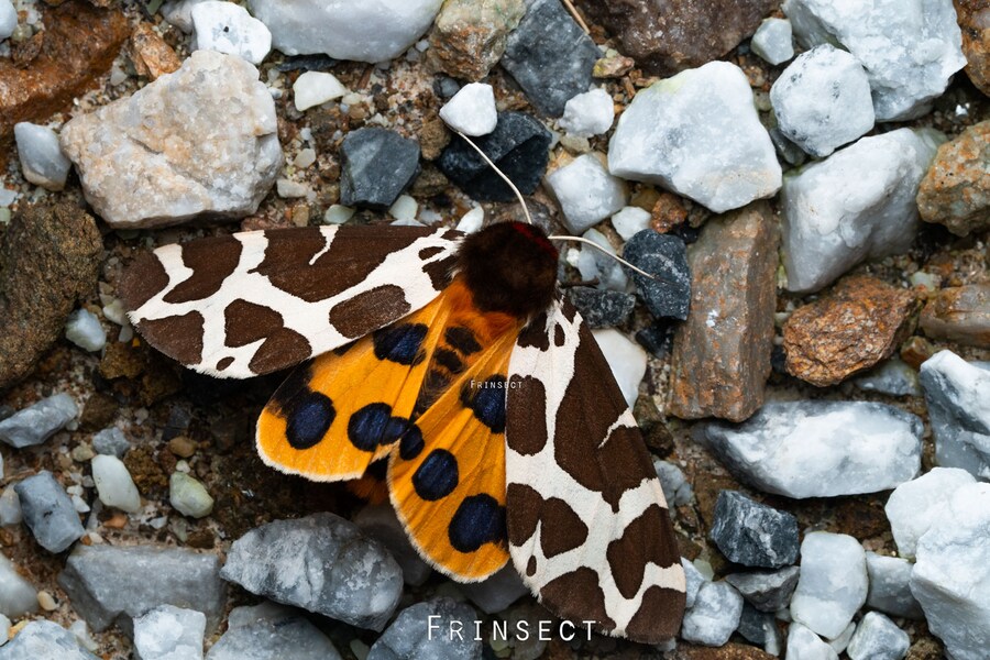 [곤충]국내 최초 불나방 증식 성공_1.png