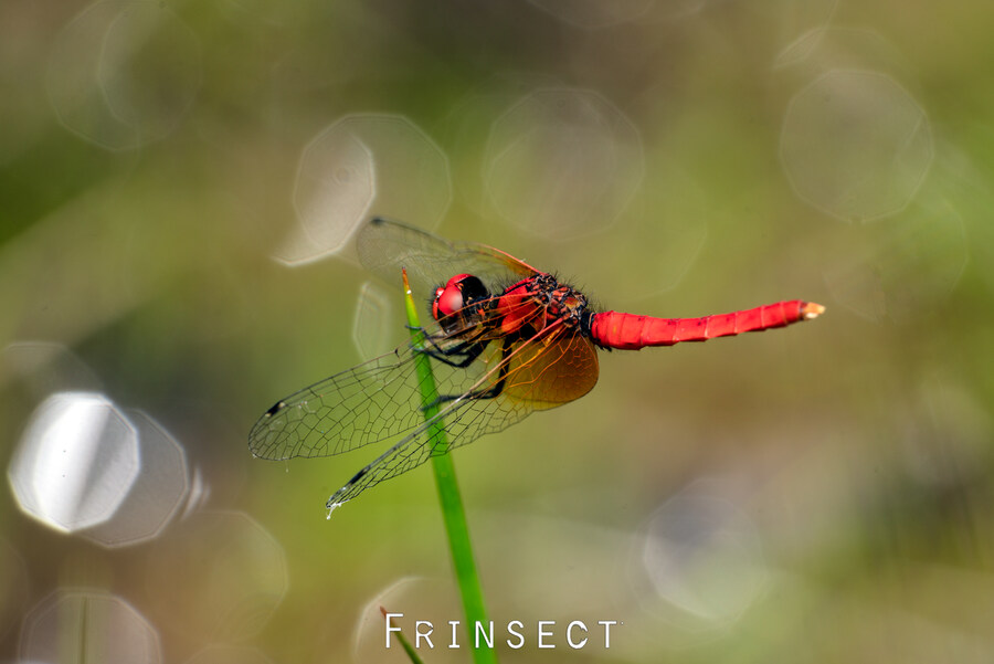 [곤충]국내 최초 불나방 증식 성공_4.jpg