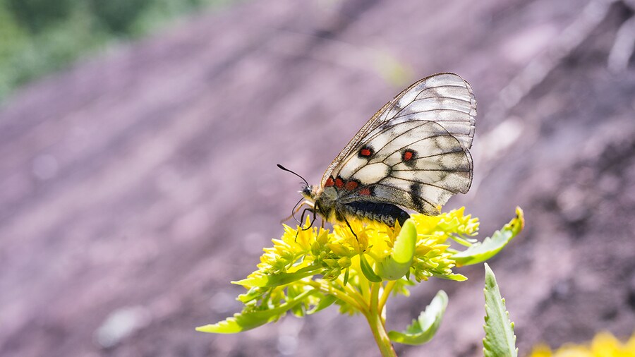 [곤충]국내 최초 불나방 증식 성공_8.png