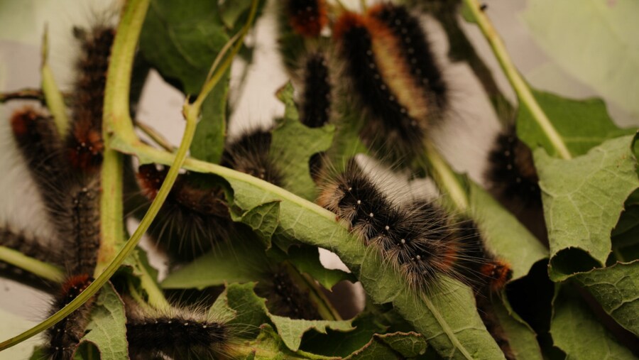 [곤충]국내 최초 불나방 증식 성공_18.png