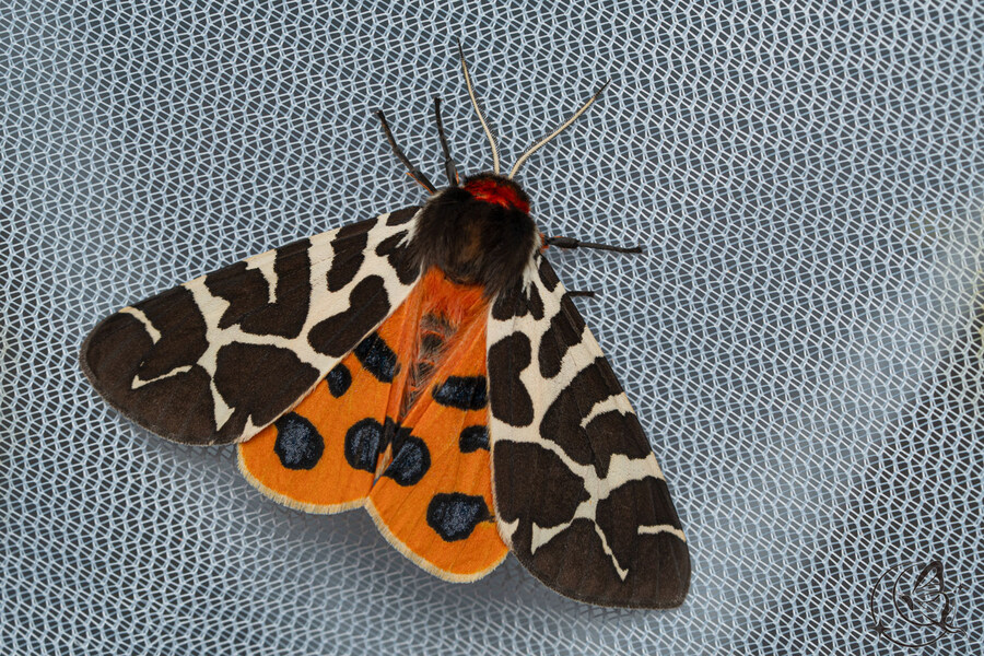 [곤충]국내 최초 불나방 증식 성공_24.jpg