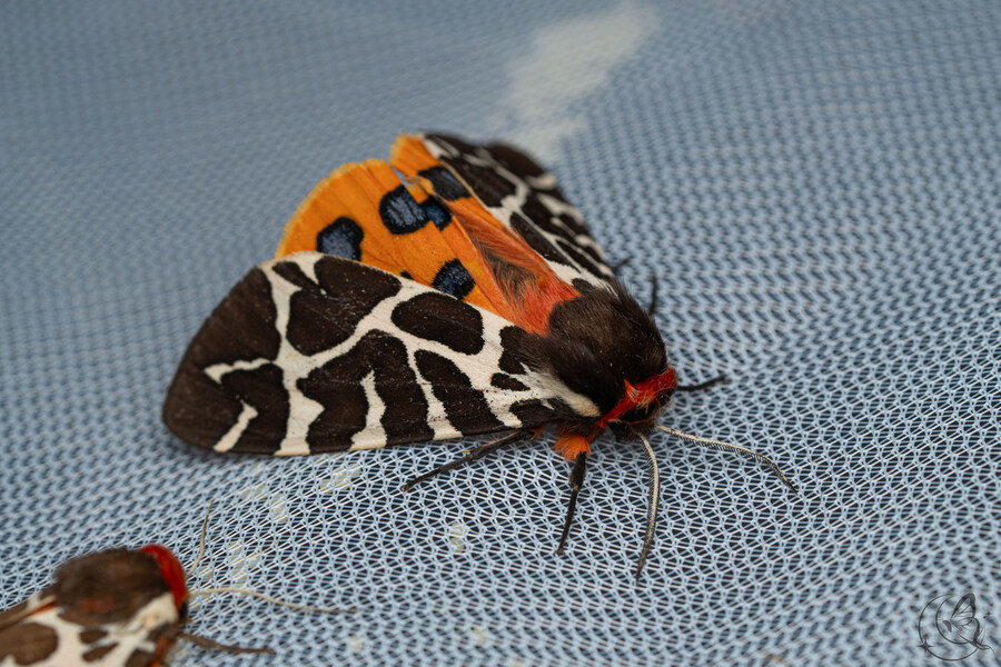 [곤충]국내 최초 불나방 증식 성공_25.jpg