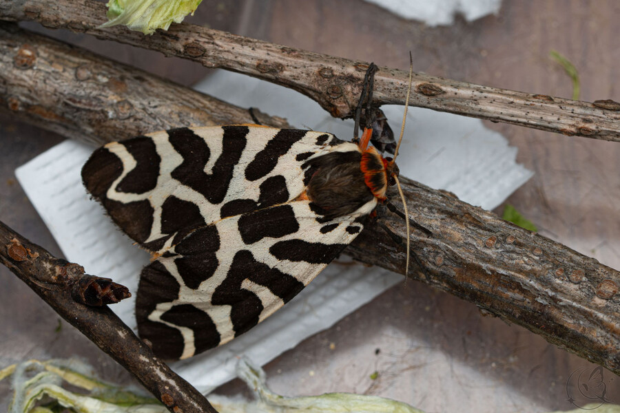 [곤충]국내 최초 불나방 증식 성공_26.jpg
