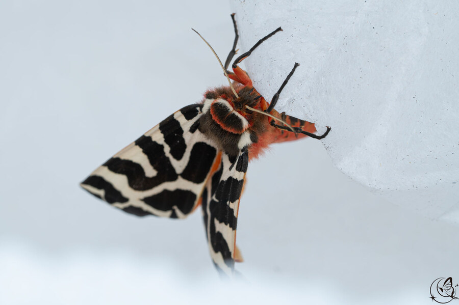 [곤충]국내 최초 불나방 증식 성공_23.jpg