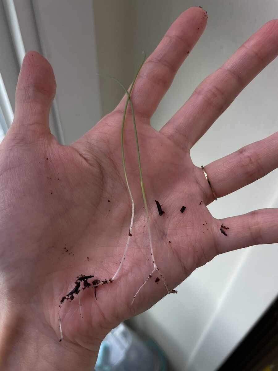 직접 기른 대파로 만들었다는 떡볶이 | 인스티즈