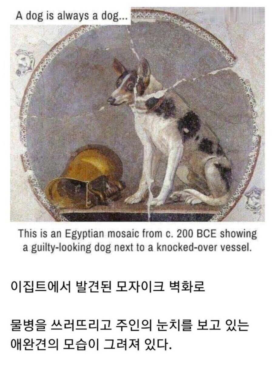 이것이 이집트의 강아지다_1.jpg