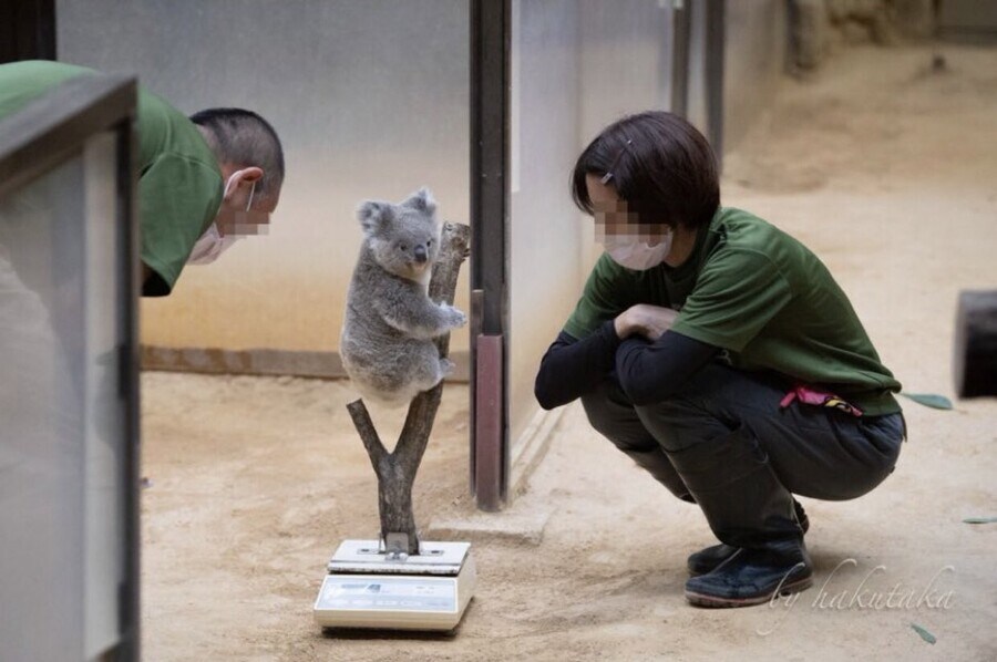 아기 코알라 몸무게 재는 모습_2.jpg