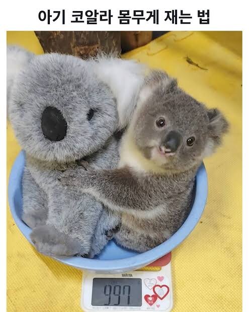 아기 코알라 몸무게 재는 모습_4.jpg