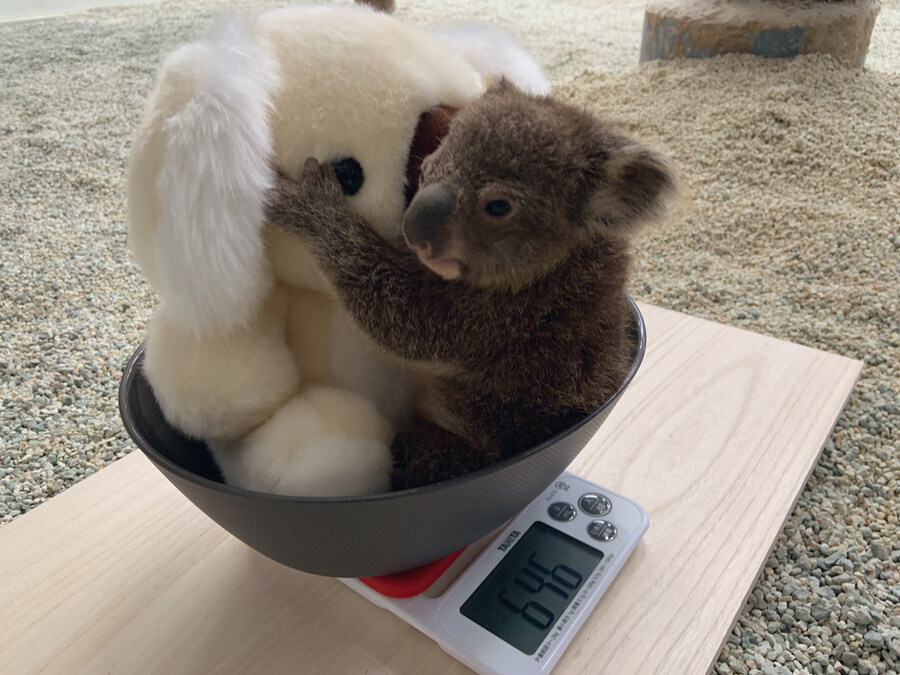 아기 코알라 몸무게 재는 모습_5.jpg