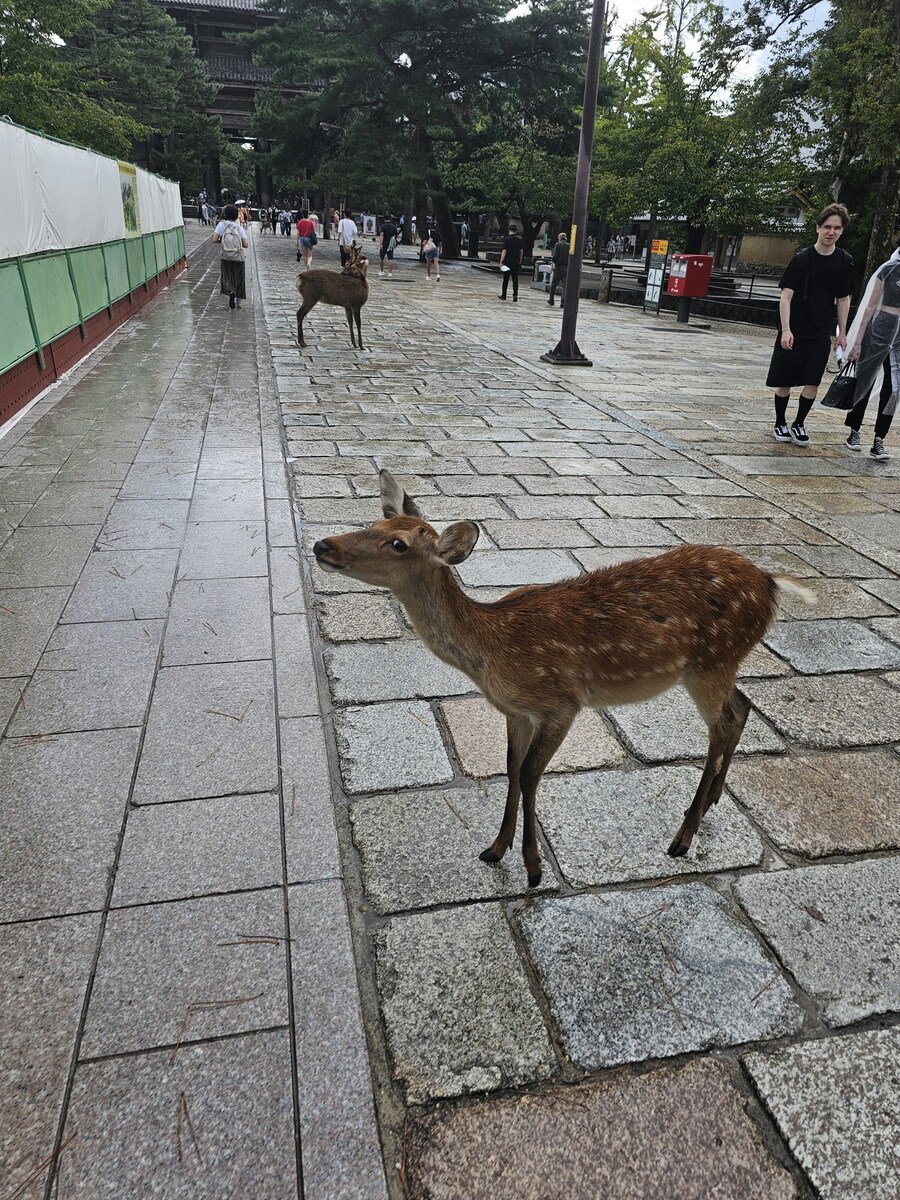 오사카-칸사이 부모님 모시고 효도 여행 1일차 - 도톤보리/나라공원/하루카스300_67.jpg