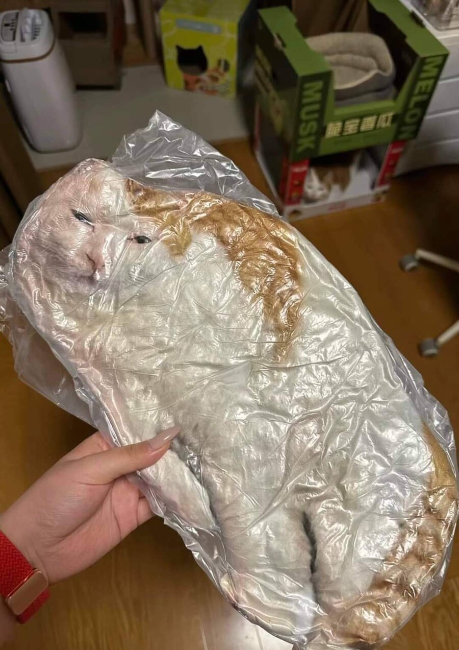 기묘한 표정의 고양이 쿠션.JPG_1.jpg