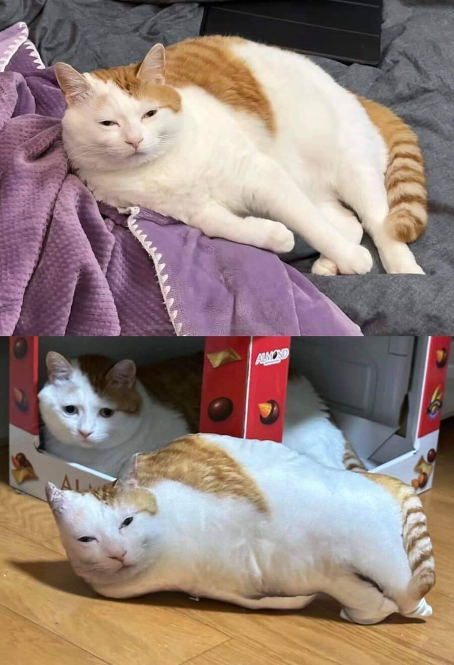 기묘한 표정의 고양이 쿠션.JPG_2.jpg