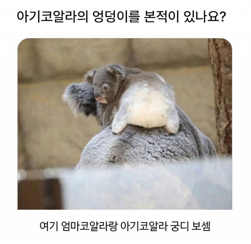 아기코알라의 엉덩이를 본적이 있나요?_1.webp