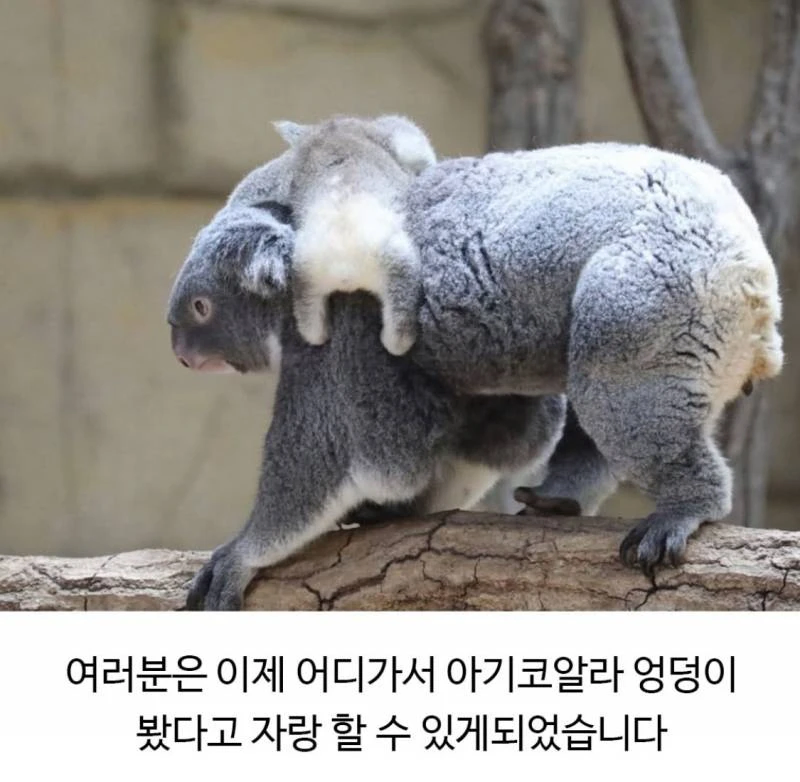 아기코알라의 엉덩이를 본적이 있나요?_4.webp