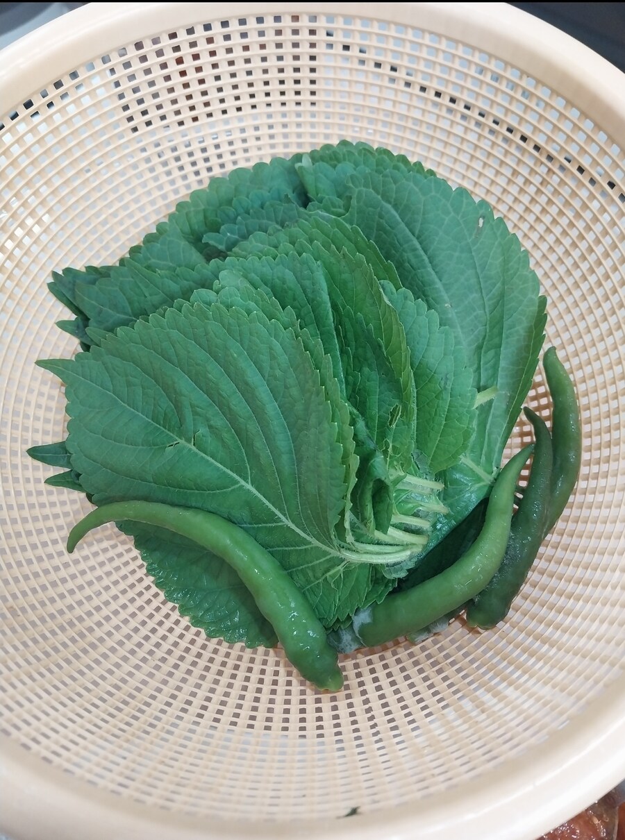 제철 가을전어 한상_7.jpg