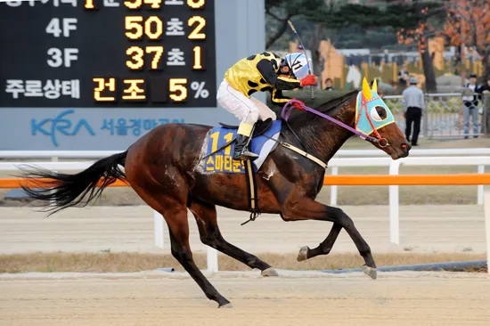 경마) 한국 경마의 비운의 천재마 (장문)_1.webp