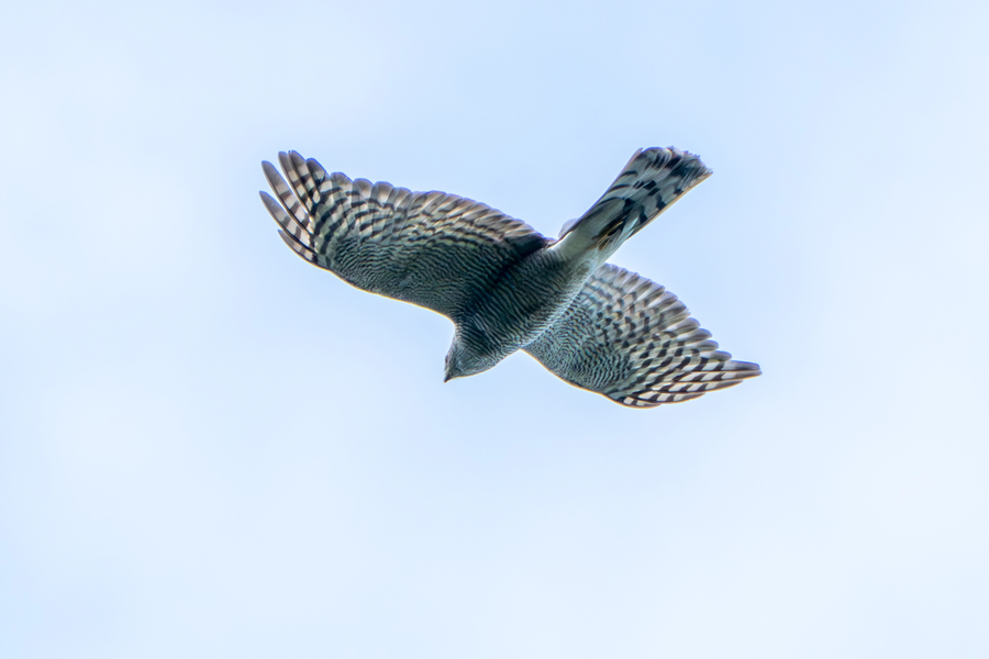 7월, 초막골생태공원과 왕송호수 탐조_9.webp