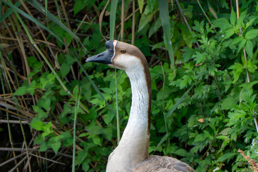 7월, 초막골생태공원과 왕송호수 탐조_12.webp