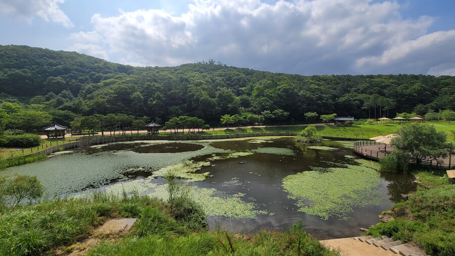 7월, 초막골생태공원과 왕송호수 탐조_14.jpg