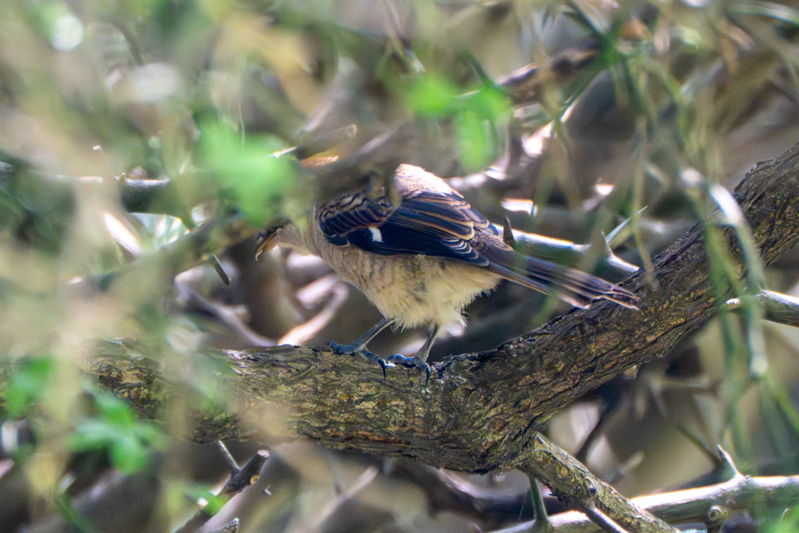 7월, 초막골생태공원과 왕송호수 탐조_18.webp