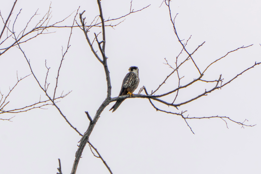 7월, 초막골생태공원과 왕송호수 탐조_26.webp