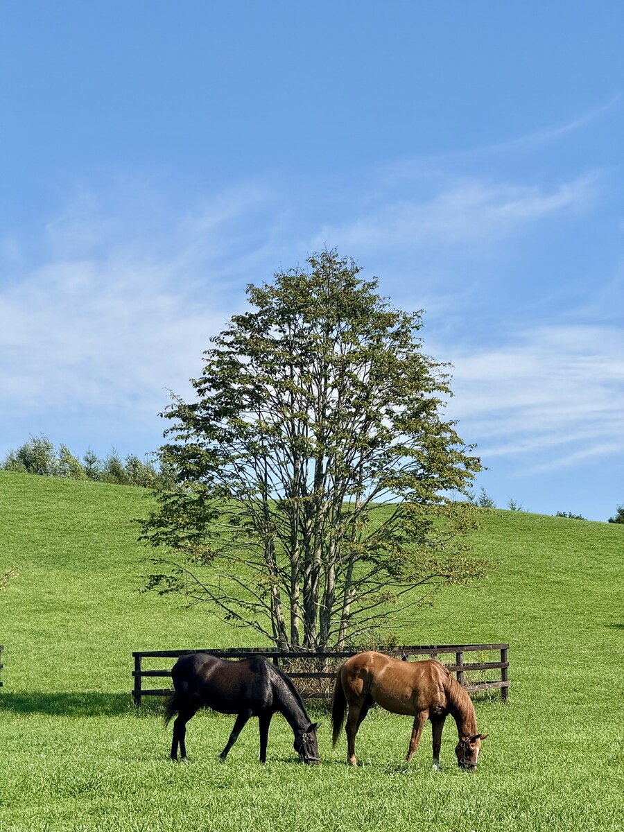경마) / 말딸) 할무이를 더 가까이에서! 원더 어큐트 그리팅 후기_7.jpg