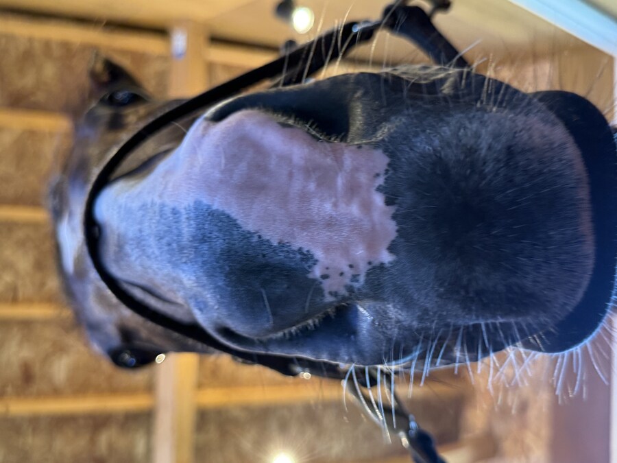 경마) / 말딸) 할무이를 더 가까이에서! 원더 어큐트 그리팅 후기_22.jpg