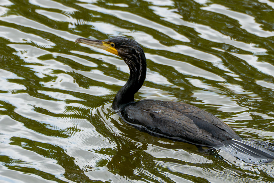 7월, 초막골생태공원과 왕송호수 탐조_36.webp