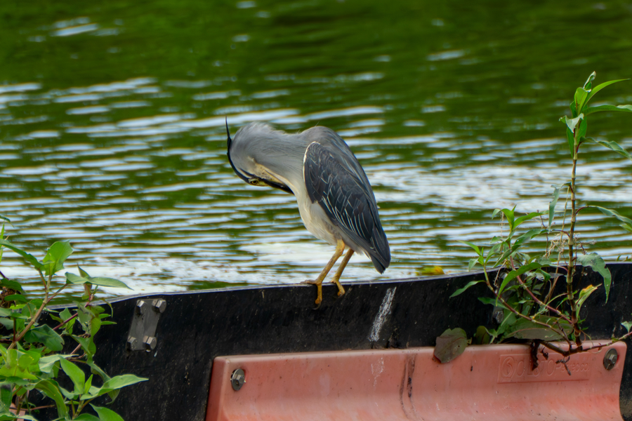 7월, 초막골생태공원과 왕송호수 탐조_37.webp