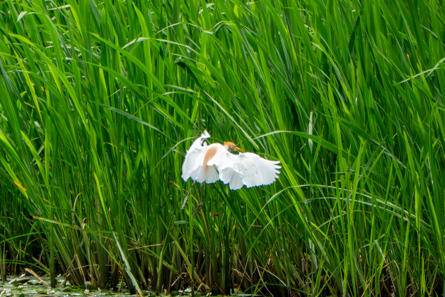 7월, 초막골생태공원과 왕송호수 탐조_38.webp