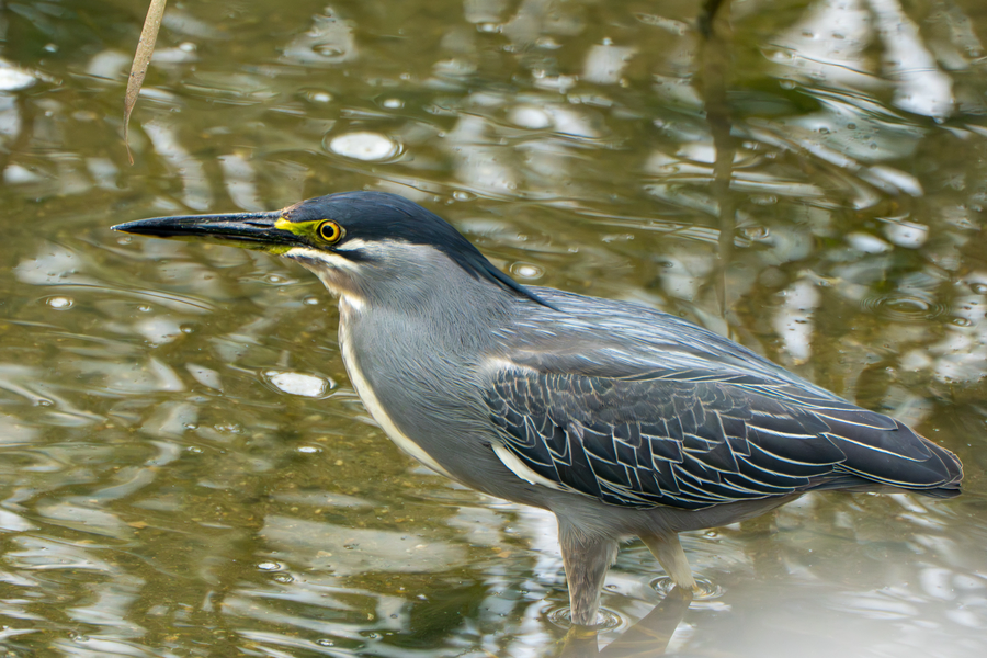 7월, 초막골생태공원과 왕송호수 탐조_43.webp