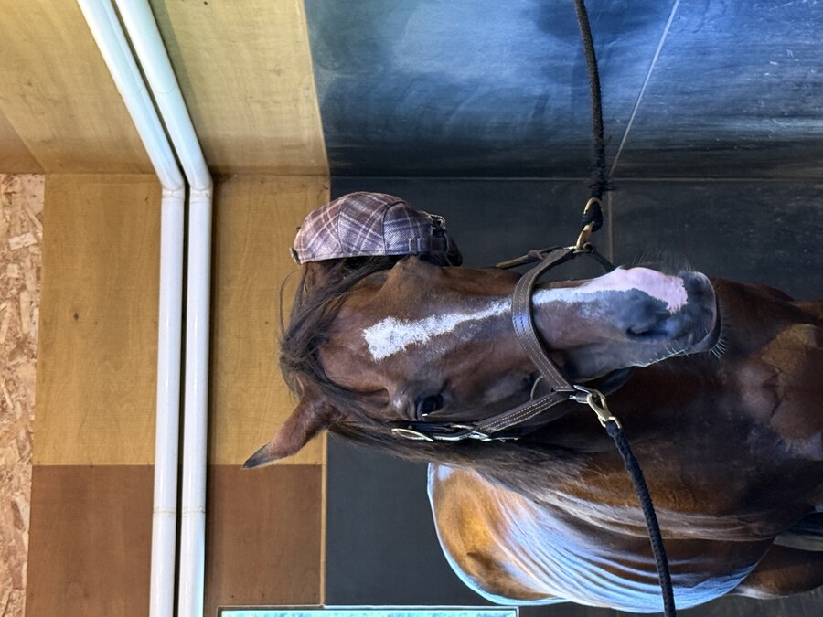 경마) / 말딸) 할무이를 더 가까이에서! 원더 어큐트 그리팅 후기_27.jpg