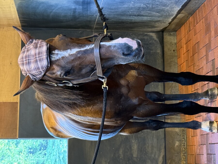 경마) / 말딸) 할무이를 더 가까이에서! 원더 어큐트 그리팅 후기_29.jpg